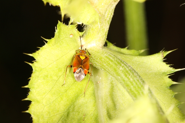 Macro chalet aout 2010 - 099